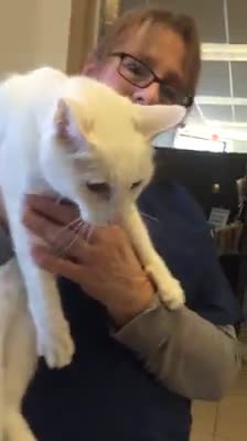 Tras 20 años junto a su gato deciden abandonarlo porque “está viejo y sordo”