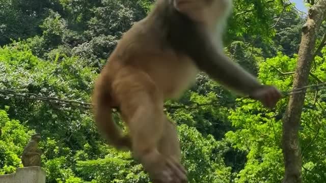 Cách chú Khỉ ngồi trên dây thật thư thái và dễ dàng 😎