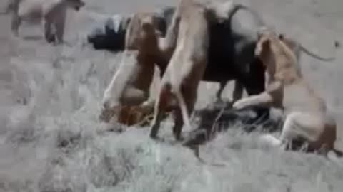 Best animals fights,with wild animals 2023,