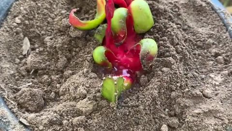 Boost your dragon fruit harvest with this planting technique