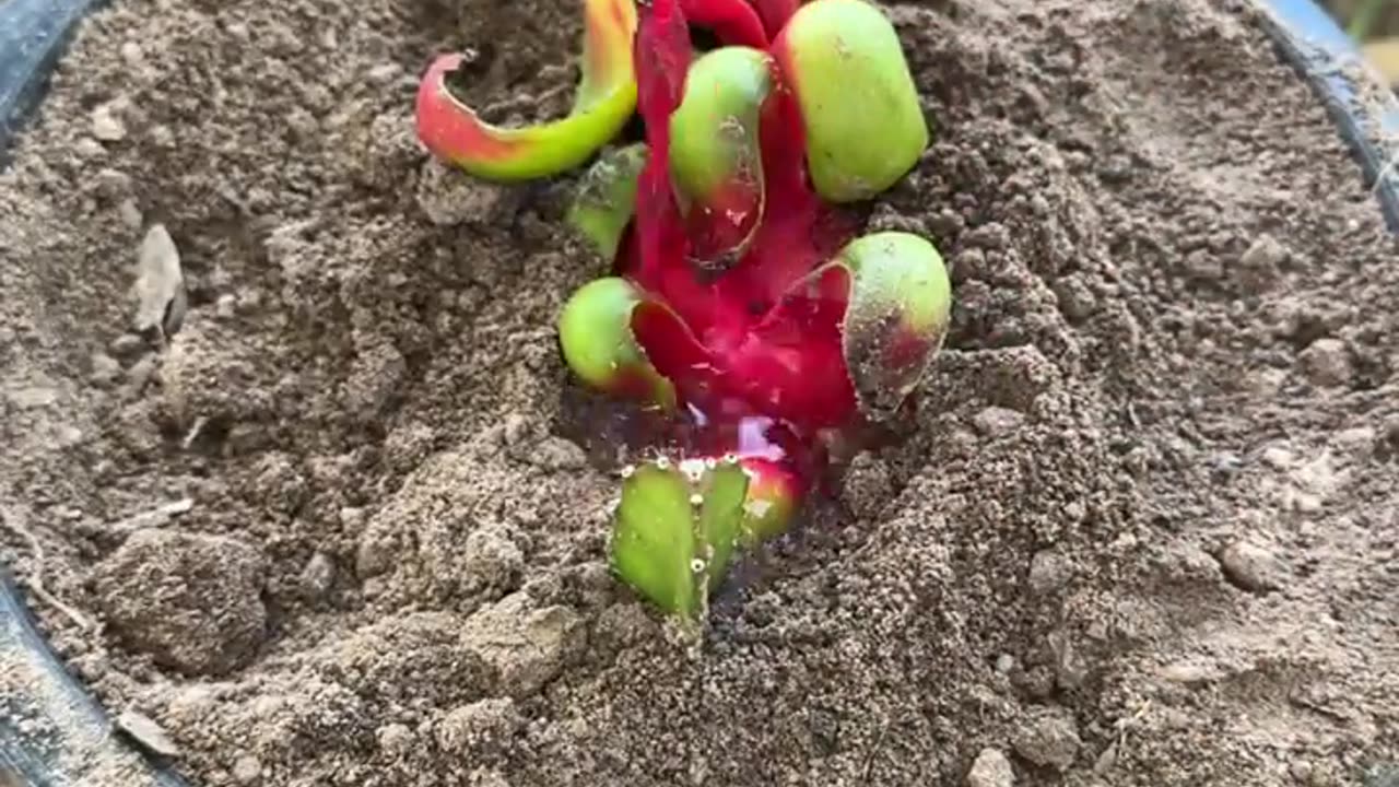Boost your dragon fruit harvest with this planting technique