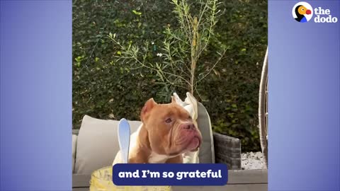 Woman Fosters A Pittie And Has No Idea How Much Her Life's About To Change _ The Dodo Foster Diaries