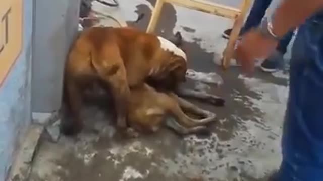 pitbull attack doberman