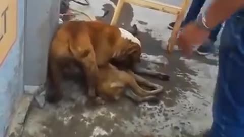 pitbull attack doberman