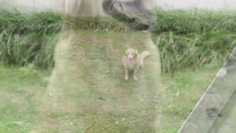 Dog short film - Family