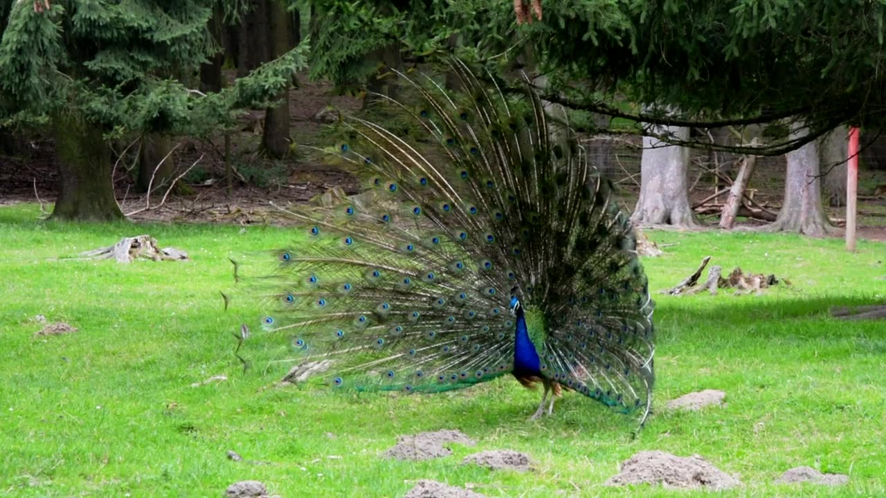 Male Peacock dance