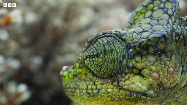 Chameleon Births Live Babies I Frozen Planet II | BBC Earth