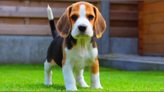 World Cute Dogs video