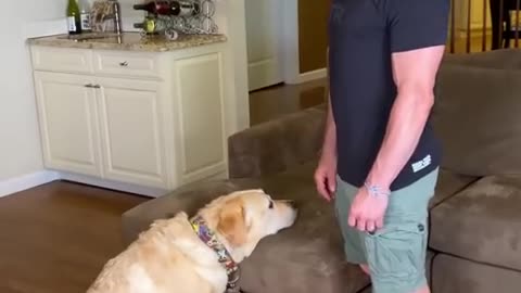 Dog funny video