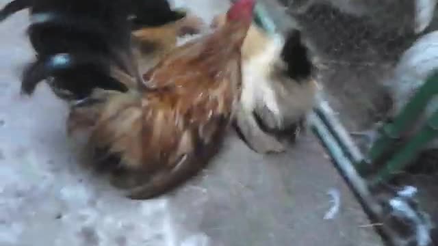 hen and rooster