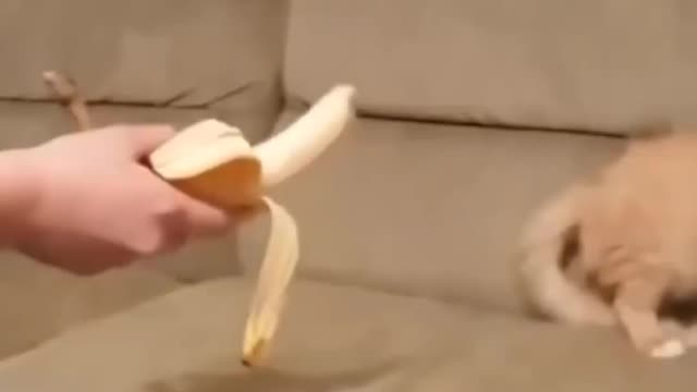 Cat vs banana