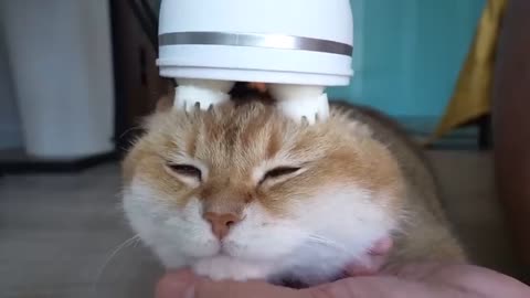 Funny cat massage 😻❤️