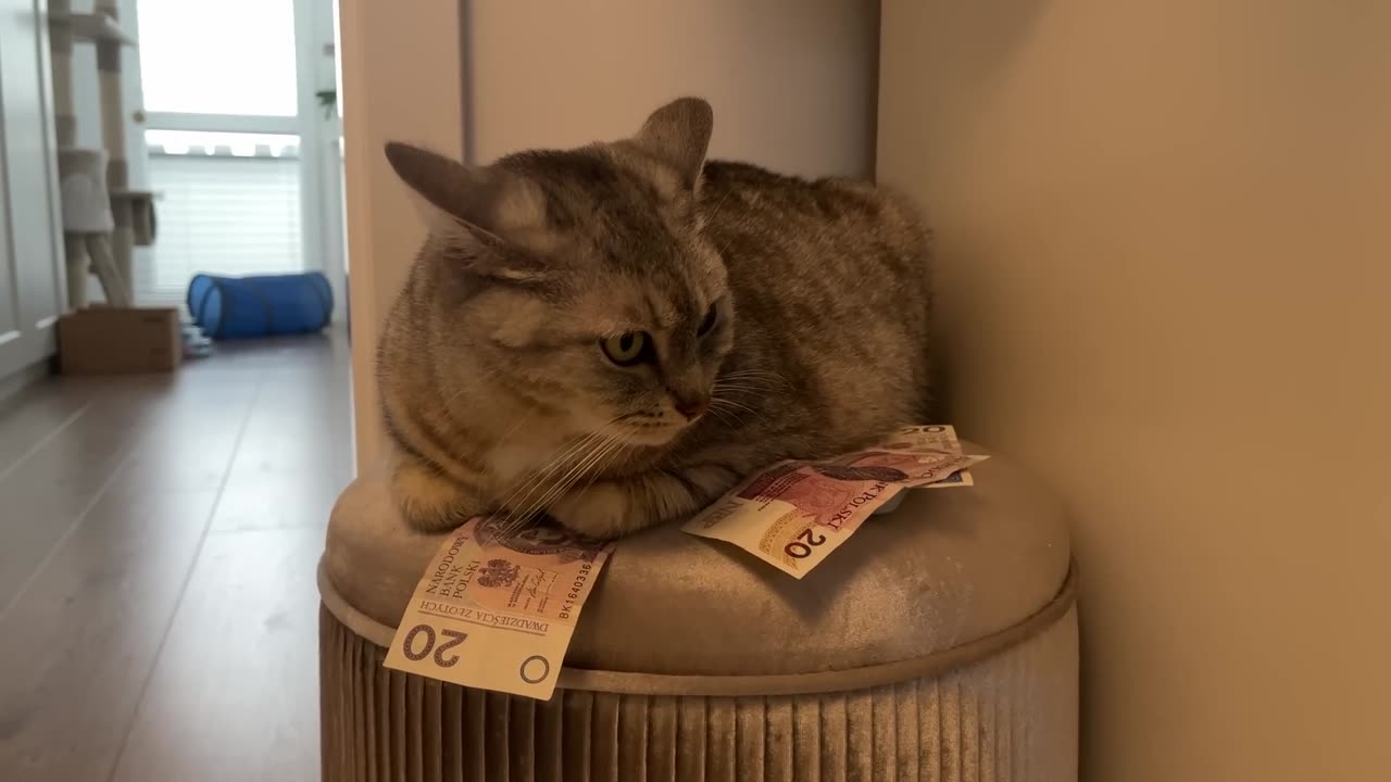 No need for Guard dog when you have guard cat.