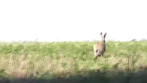 Very cute bunny looking for food
