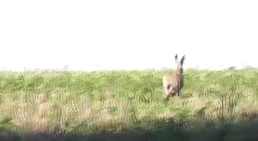 Very cute bunny looking for food