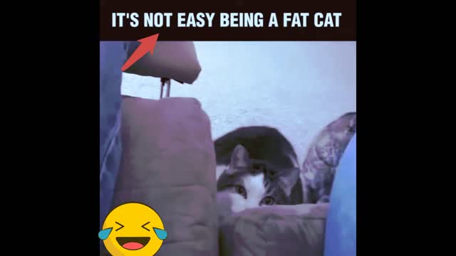 it's not easy being a Fat Cat