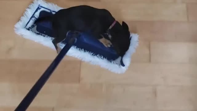 Little Dog Tries to Play With Dust Mop While Owner Cleans House