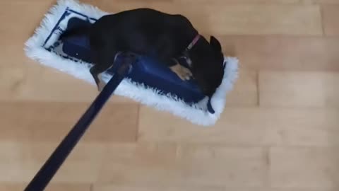 Little Dog Tries to Play With Dust Mop While Owner Cleans House