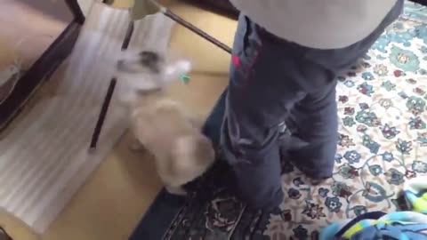 TOP 10 dog barking videos compilation 2023