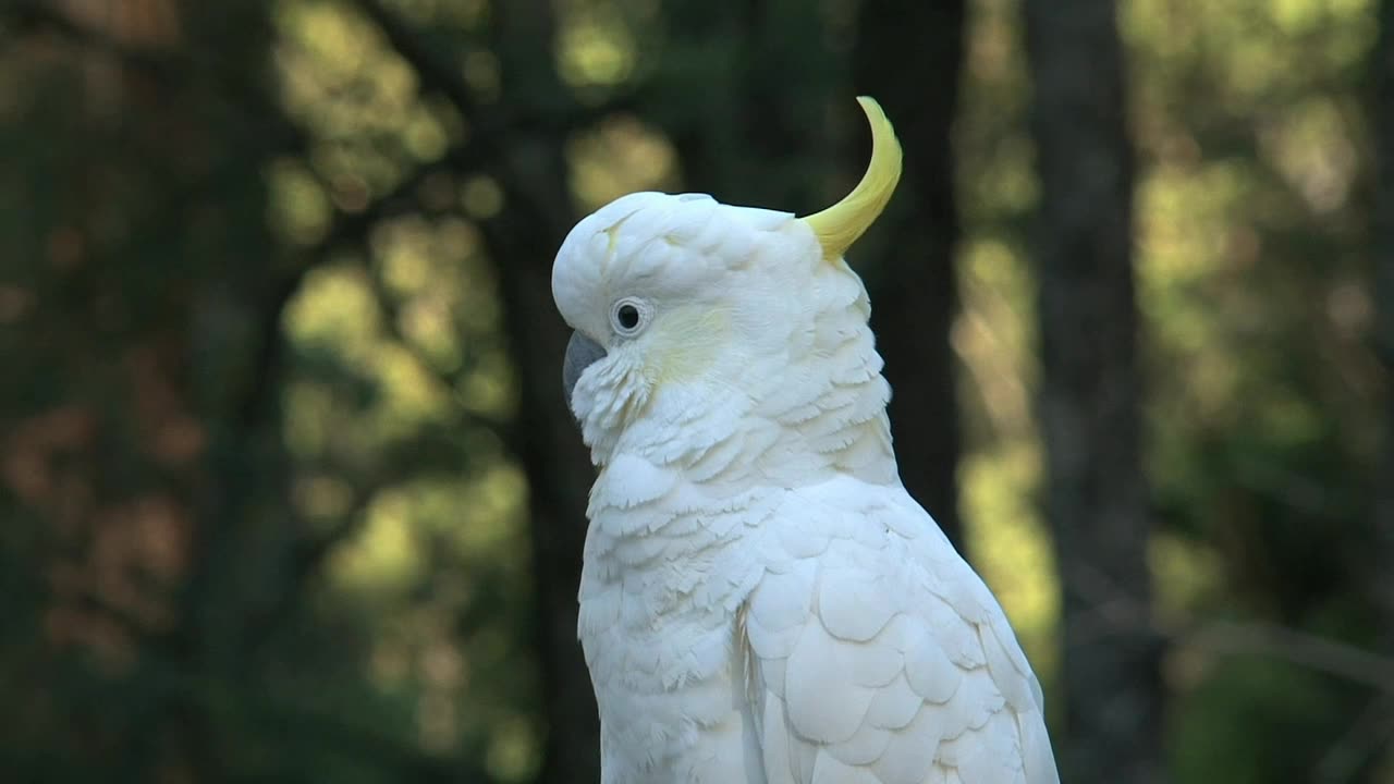 Big white Birds caressing each other