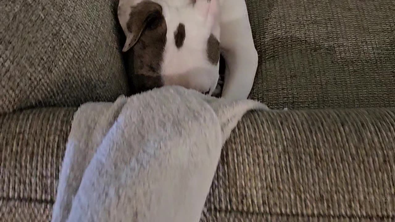 Vincenzo verses the towel!