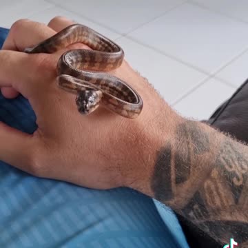 Darwin Carpet Python Hatchling