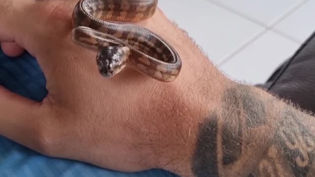 Darwin Carpet Python Hatchling