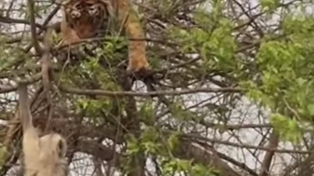 Tiger vs Monkey in wild nature africa