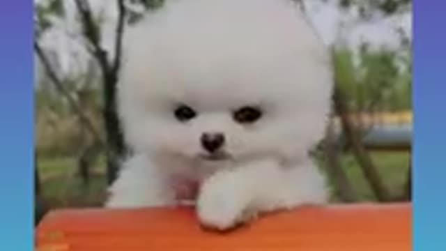 Funny and Cute Dogs Videos Compilation 2021_|08|