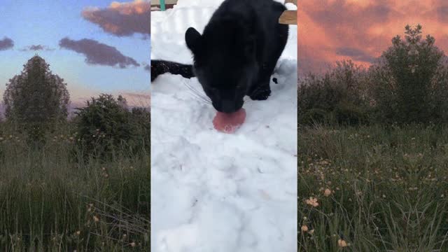 Leopard and Rottweiler share a piece of meat to eat