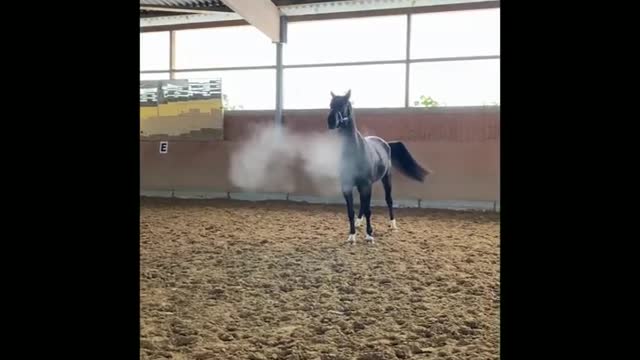 Funny and Cute Horse Videos That Will Change Your Mood For Good