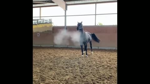 Funny and Cute Horse Videos That Will Change Your Mood For Good