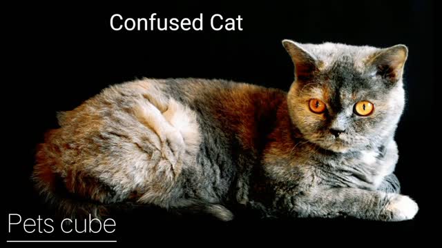 🔥The cat is looking for something || cat confused ||