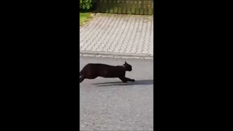 Funny Video Cats and Dogs