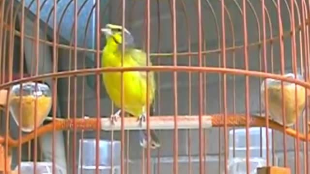 Burung mozambik(yellow fronted)