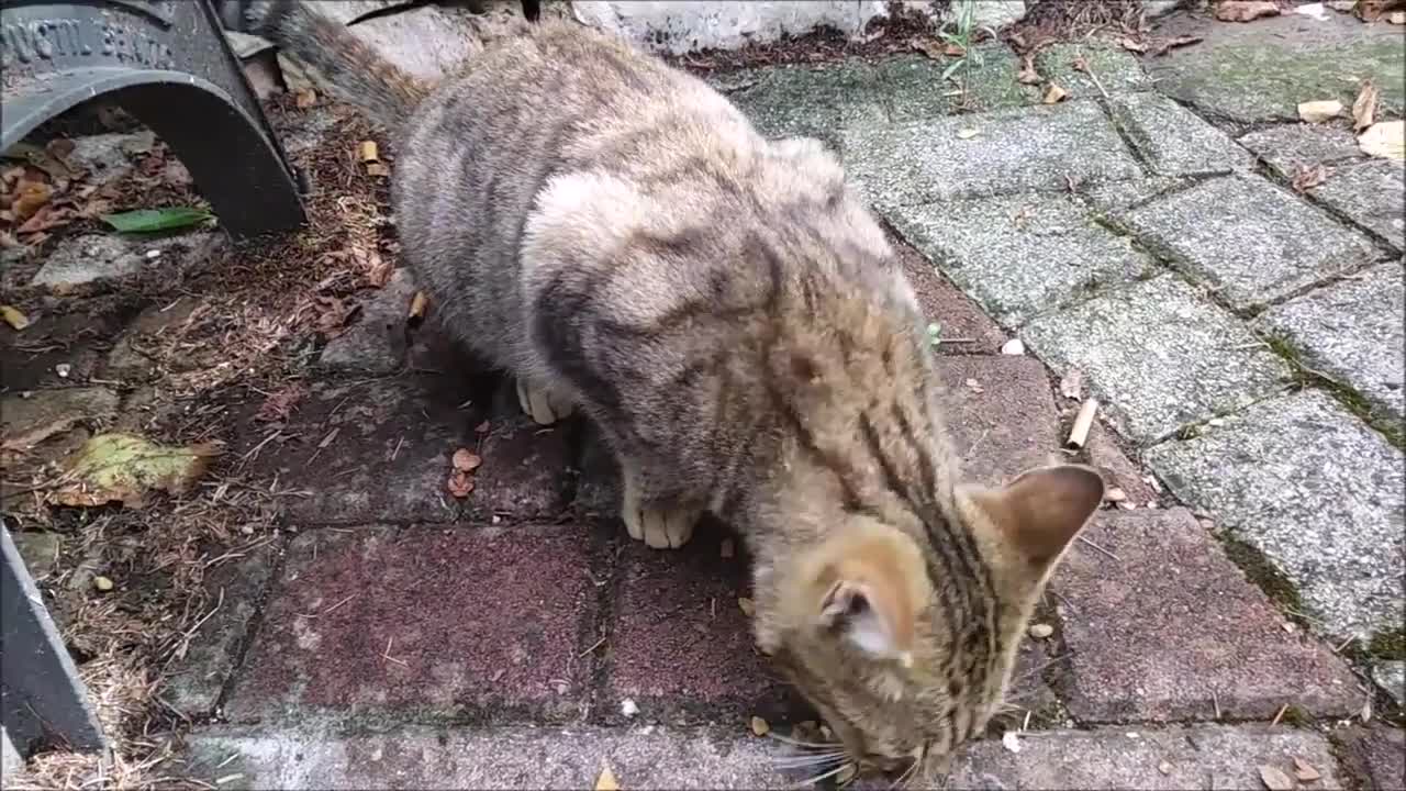 STREET MALE CAT IN HEAT MEOWING LOUD BUT ALSO ASKING FOR FOOD