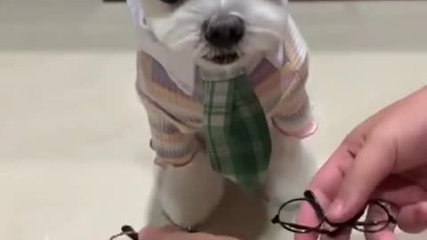 Cute and Funny Dog Videos Compilation 2021