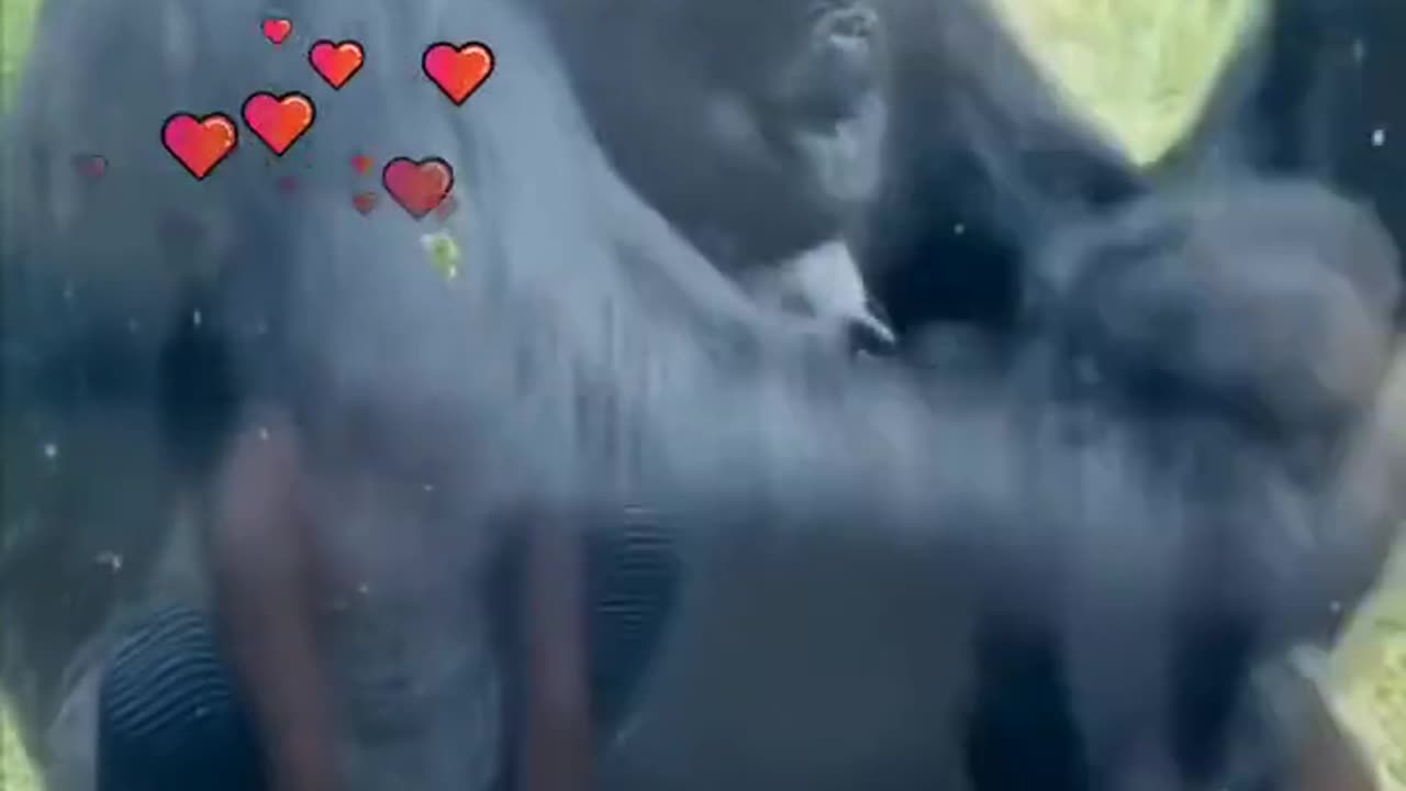 A Gorilla's Heartwarming Display of Motherly Love