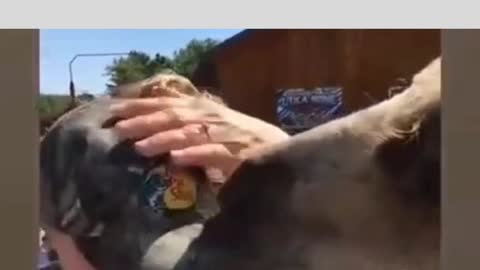 give it back my cap