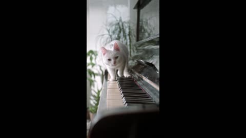 A cat playing piano