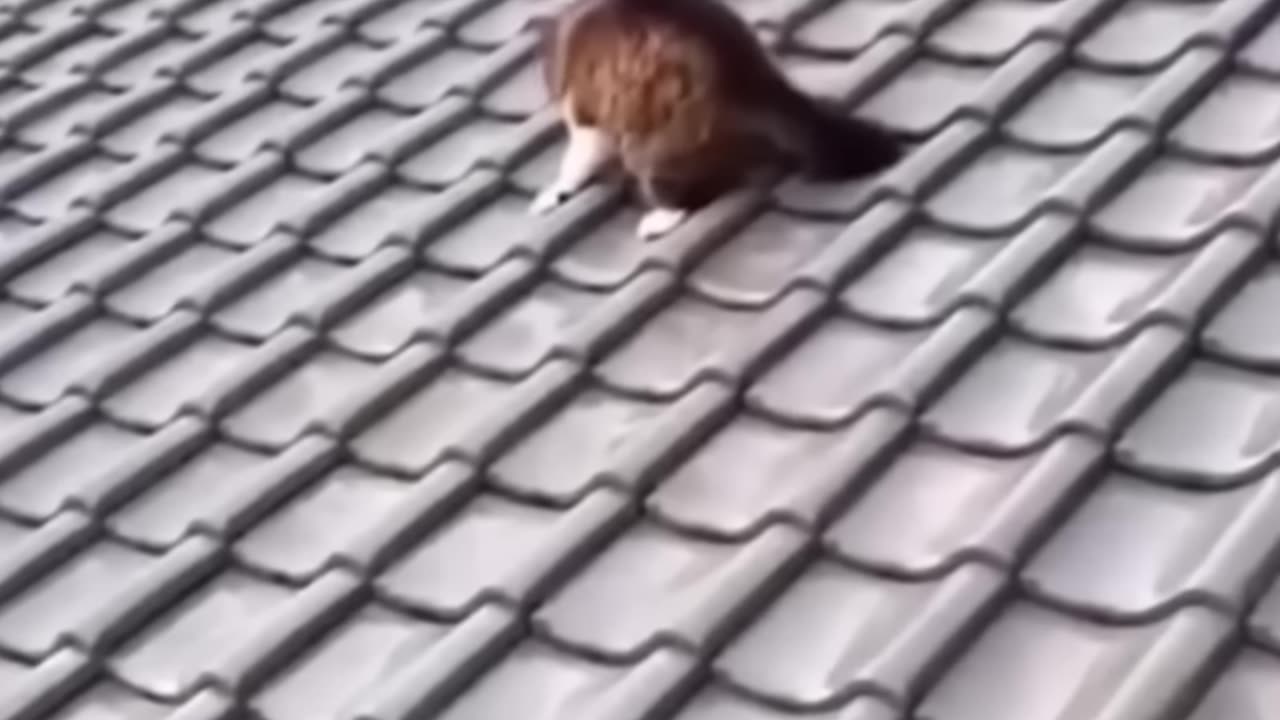 😂🤣😘😘🥰😘 animal