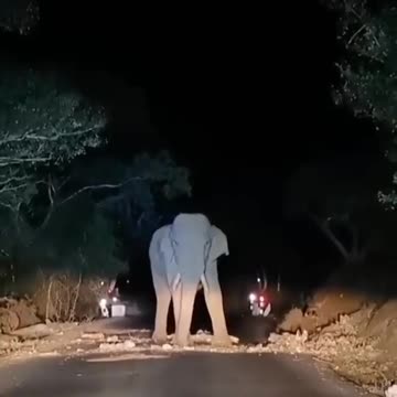 Wildlife in Close view with different perspective.