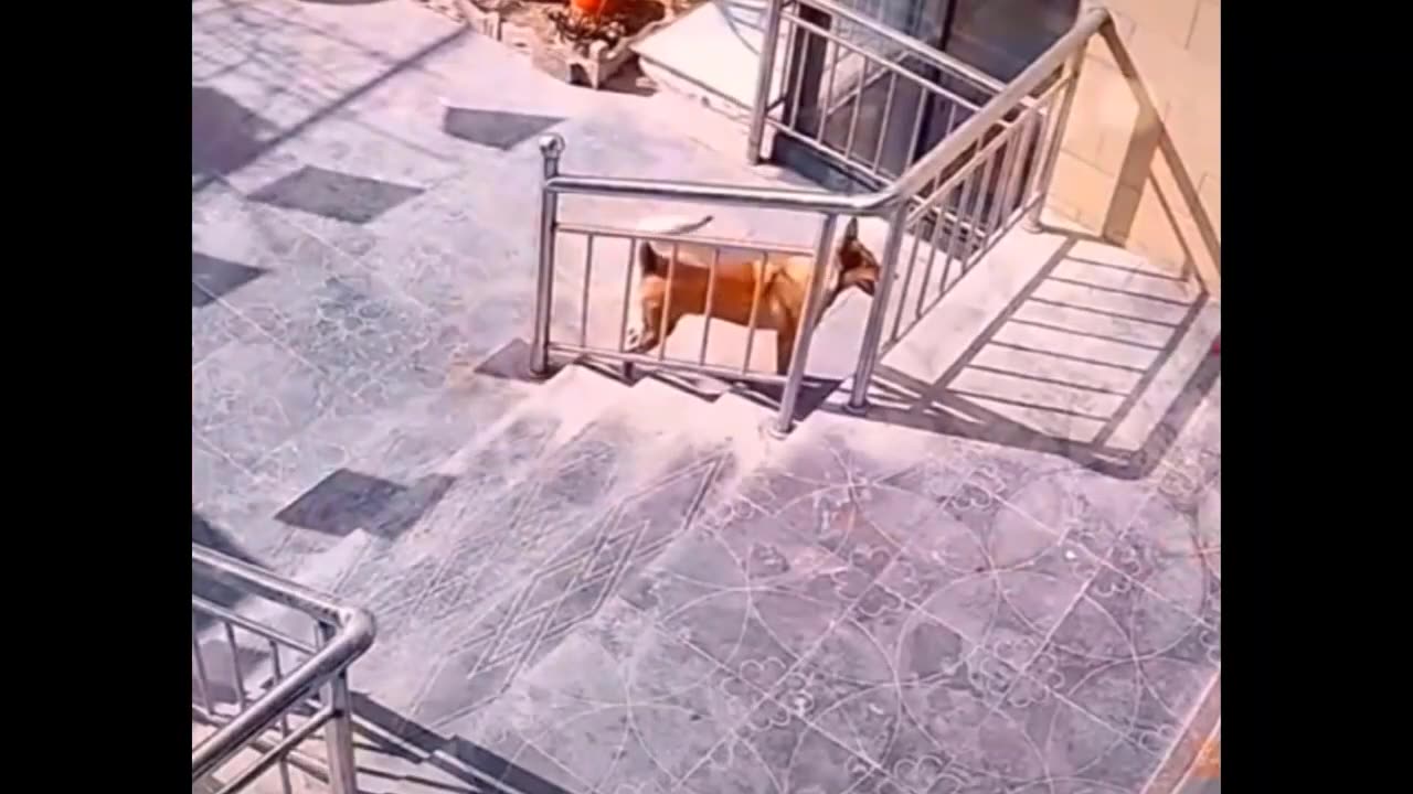 this dog escaped the matrix