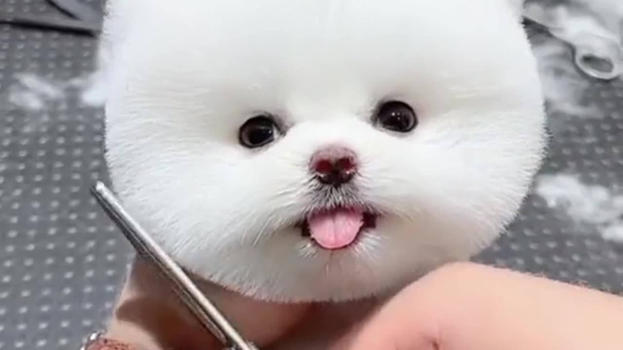 Funny dogs video