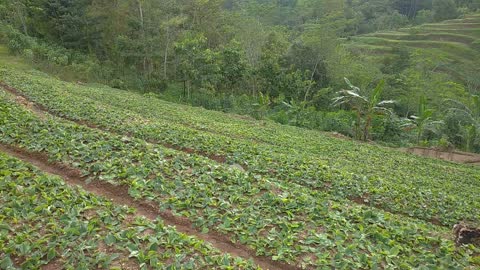 Natural indonesia