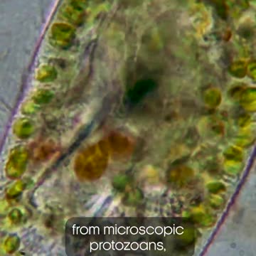 Parasites in the deep sea 😱