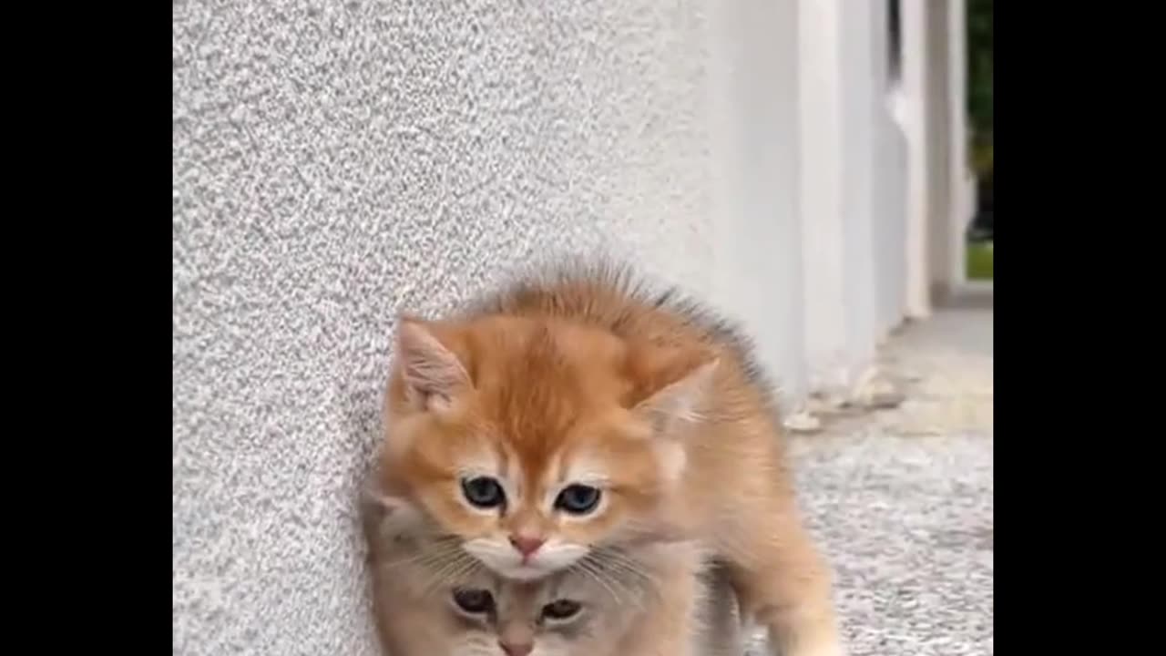 Pitty cat