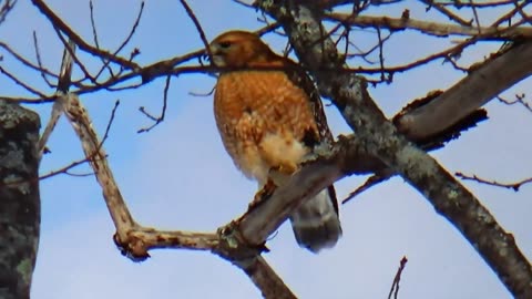 Hungry Hawk