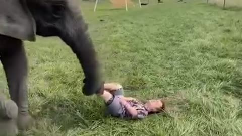 A midget plays soccer with an elephant 😂😂😂