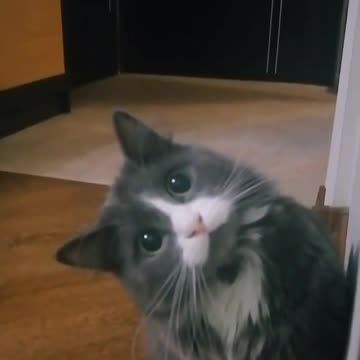 He asks to play with him!!😁🤣😍😊🤗😻